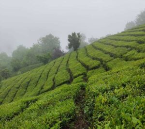 پیشبینی بازار املاک لاهیجان تا سال ۲۰۳۰