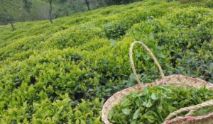 زمین در گیلان