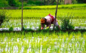 انواع کاربری زمین در گیلان